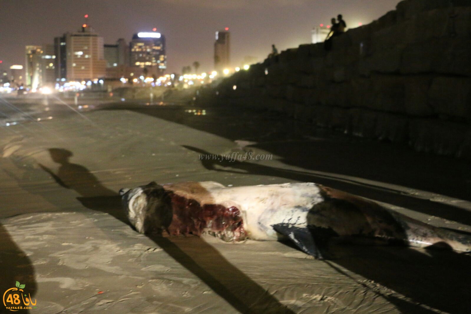 Ma3had dolphine (9).jpg